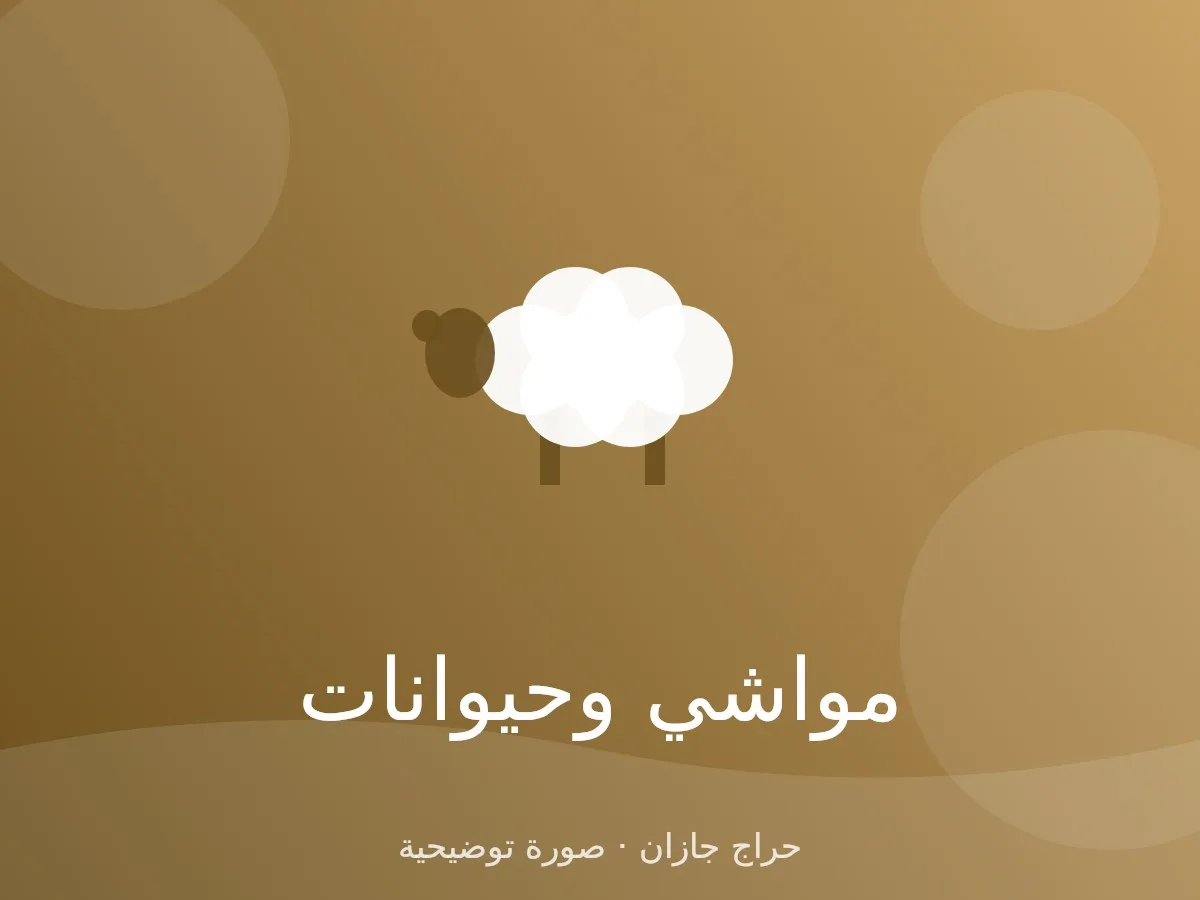 دجاج بلدي بياض 20 دجاجة