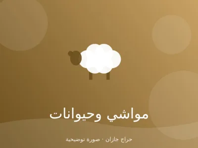 دجاج بلدي بياض 20 دجاجة