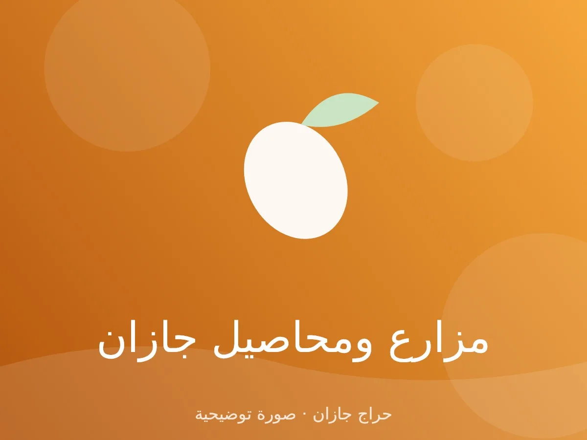 مانجو كيت كبير الحبة من ضمد