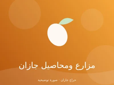 مانجو كيت كبير الحبة من ضمد