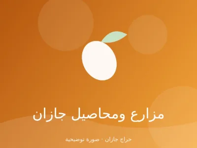 مانجو زبدة صبيا طازج من المزرعة