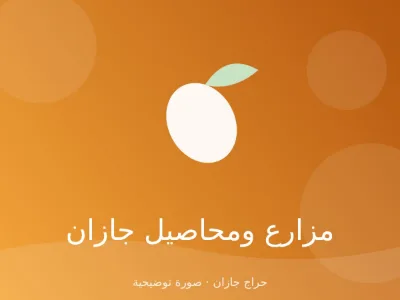 مانجو تومي بالجملة من مزرعة الحكمي