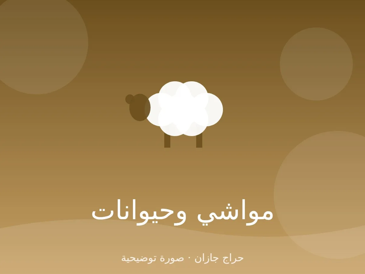 نعيمي حوامل للبيع 5 رؤوس