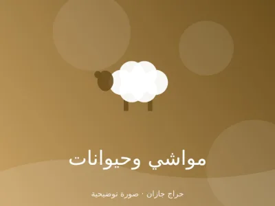 ناقة مجاهيم حايل للبيع